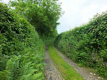 Photo Gallery Image - Country lane in the Parish