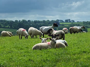 Photo Gallery Image - Sheep grazing in the Parish